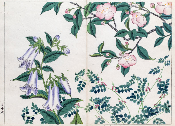 钟花和玫瑰桃金娘日本木版版画图片下载