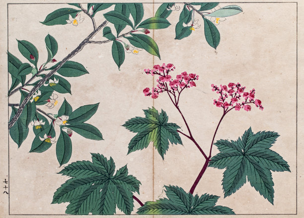绣线菊和樟树日本木版版画图片下载