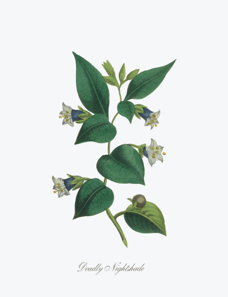 维多利亚时期致命茄属植物插图图片下载