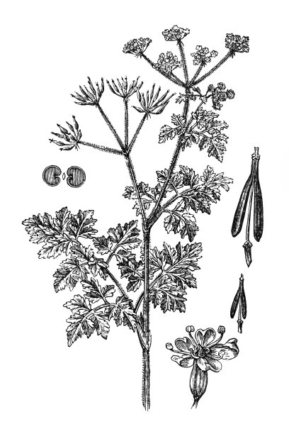 细叶芹素材图片