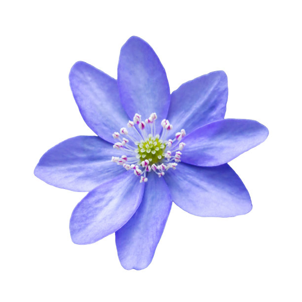 蓝色的图片下载