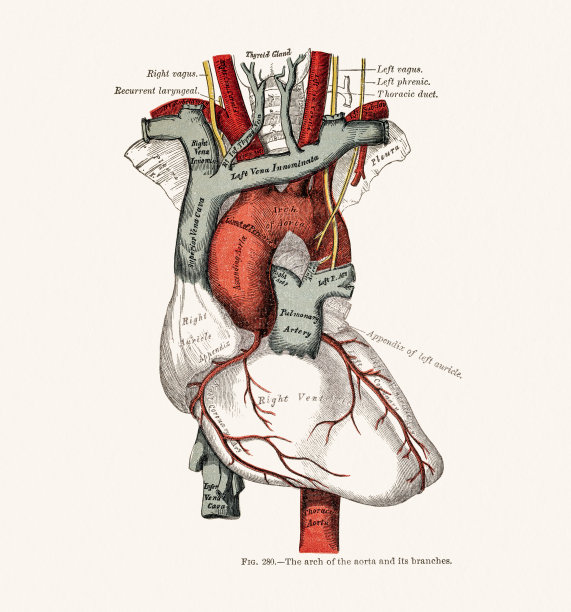 人体心脏解剖19世纪医学插图图片下载