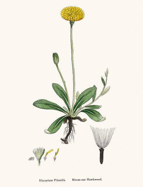 十九世纪的插图图片下载