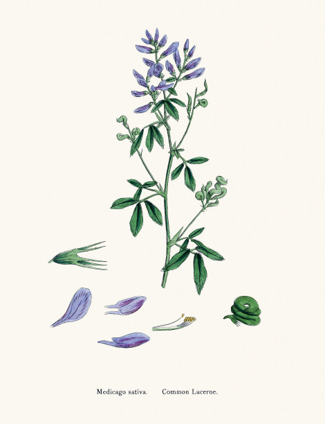 紫花苜蓿苜蓿19世纪的植物插图图片下载