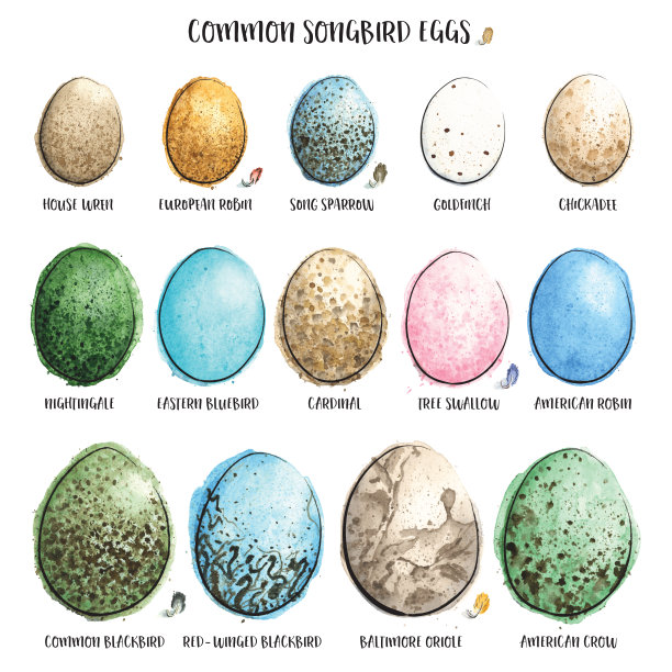 水彩绘制的常见鸣禽鸟蛋矢量插画图片下载