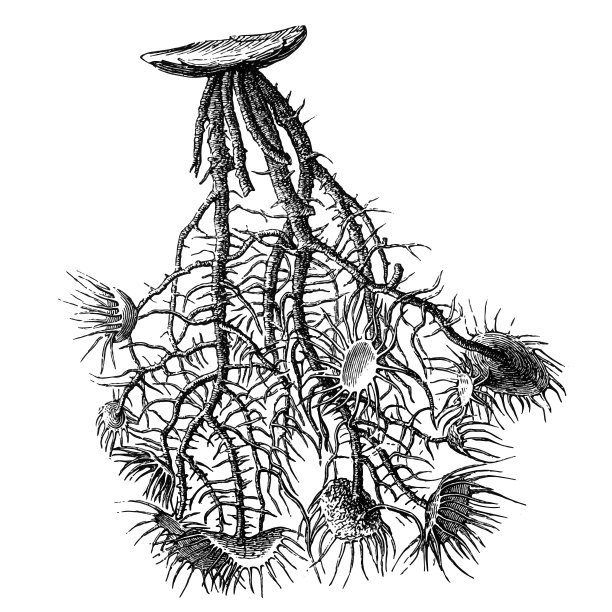 乌斯内亚·马纳图片下载