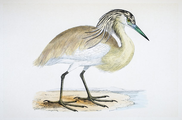 鹭鸟19世纪插图图片下载