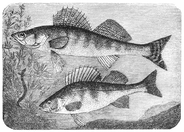 桑德尔和欧洲鲈鱼图片下载