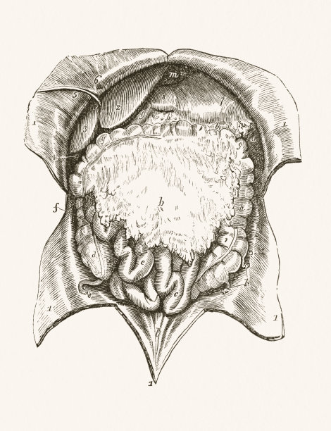 人类肠19世纪医学插图图片下载