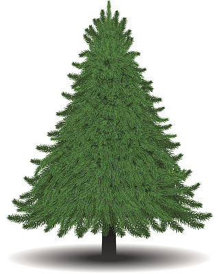 冷杉树[圣诞树]图片下载