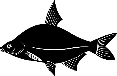 鲤科鱼矢量图片下载