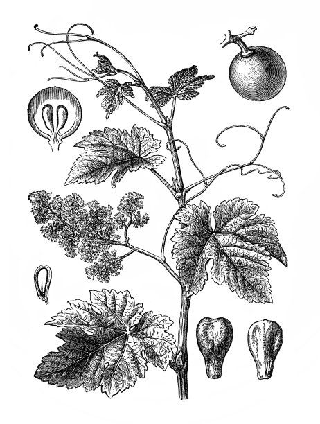 葡萄(普通葡萄)图片下载