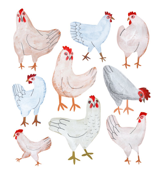 白色背景下的孤立的鸡图片下载