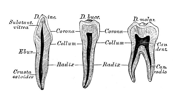 人体解剖学科学说明:切牙、前磨牙和臼齿图片下载