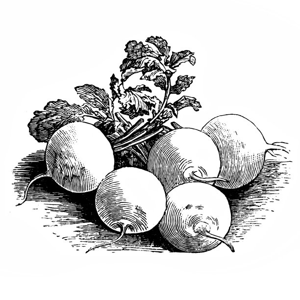 慕尼黑啤酒萝卜图片下载