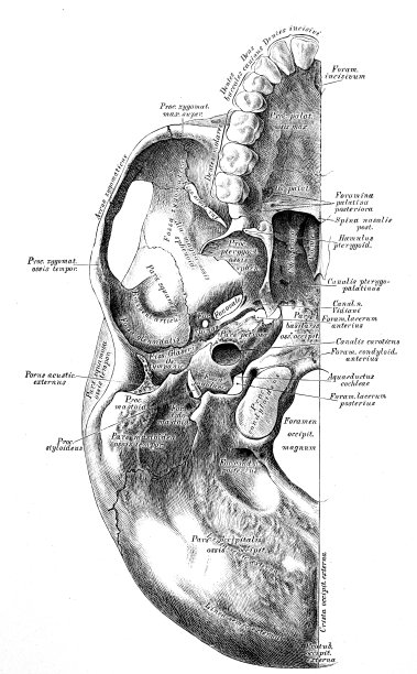 人体解剖学科学说明:颅骨下部图片下载