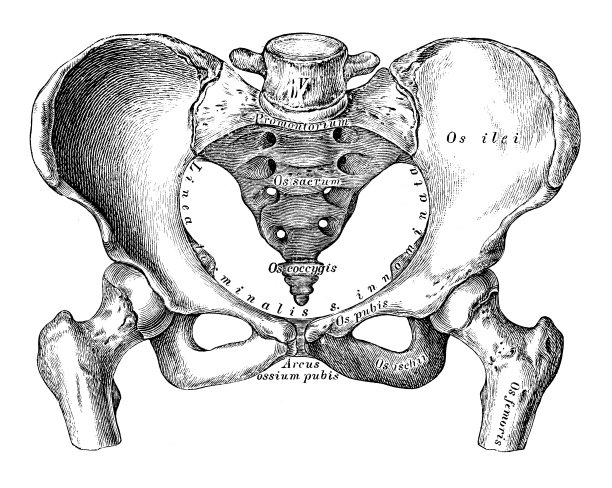 人体解剖学科学例证:骨盆(女性)图片下载