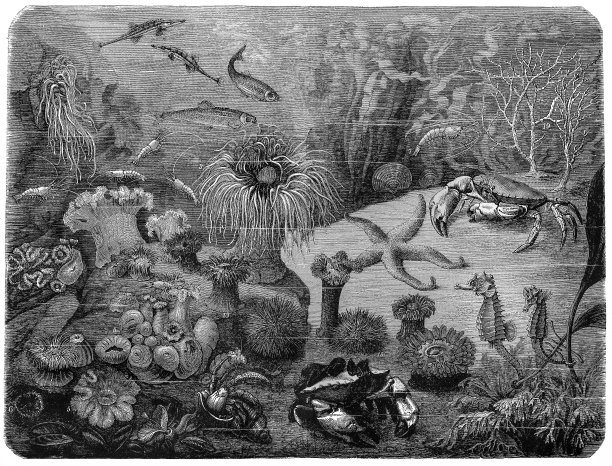 海洋生物图片下载
