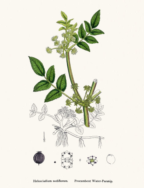 水防风草，用作利尿剂和懒人药图片下载