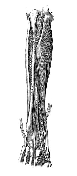 人体解剖学科学例证:前臂肌肉图片下载