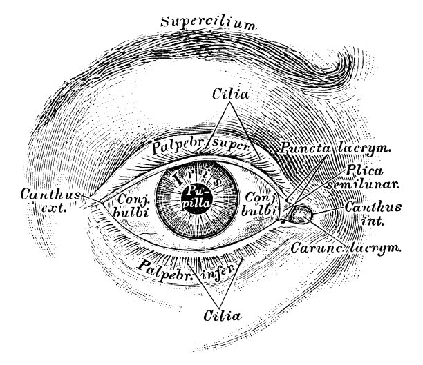 人体解剖学科学说明:眼睛图片下载