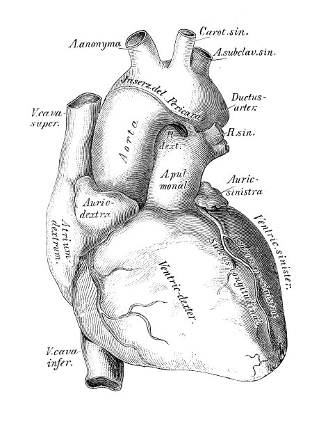 人体解剖学科学说明:心脏，静脉和动脉图片下载