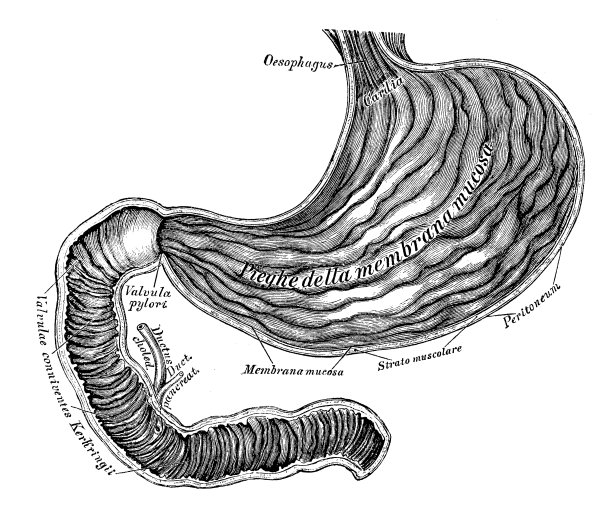 人体解剖学科学例证:胃和十二指肠肠图片下载