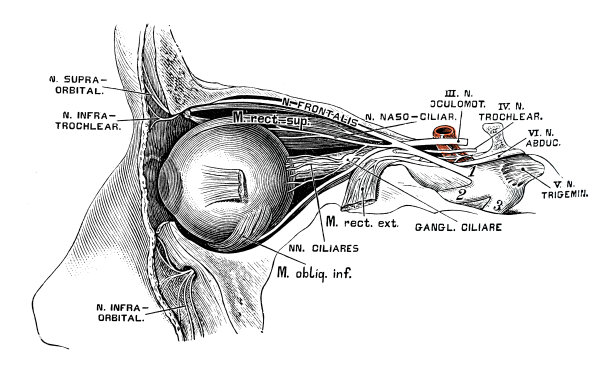人体解剖学科学例证:眼神经图片下载