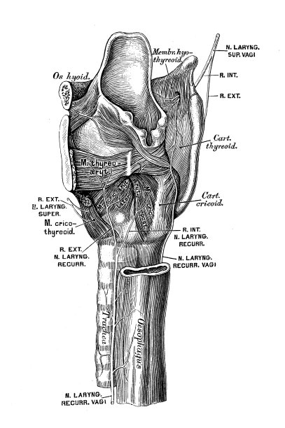 人体解剖学科学例证:喉上神经图片下载