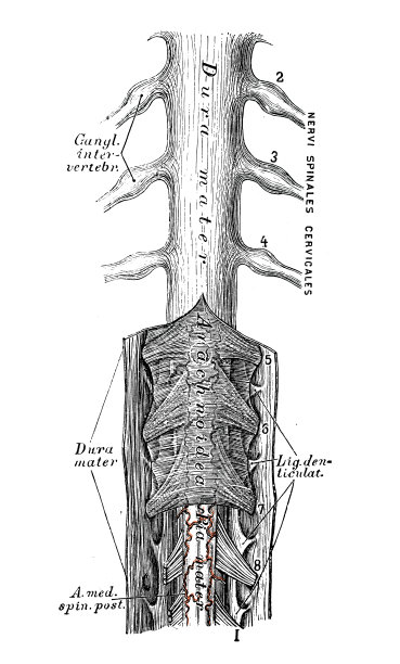 人体解剖学科学例证:脊髓(颈椎)图片下载