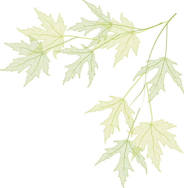 绿色的树枝图片下载