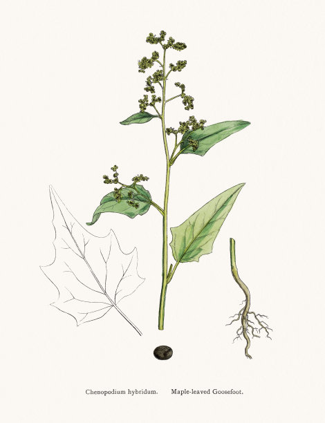 藜草，种子可食，与藜麦相近图片下载