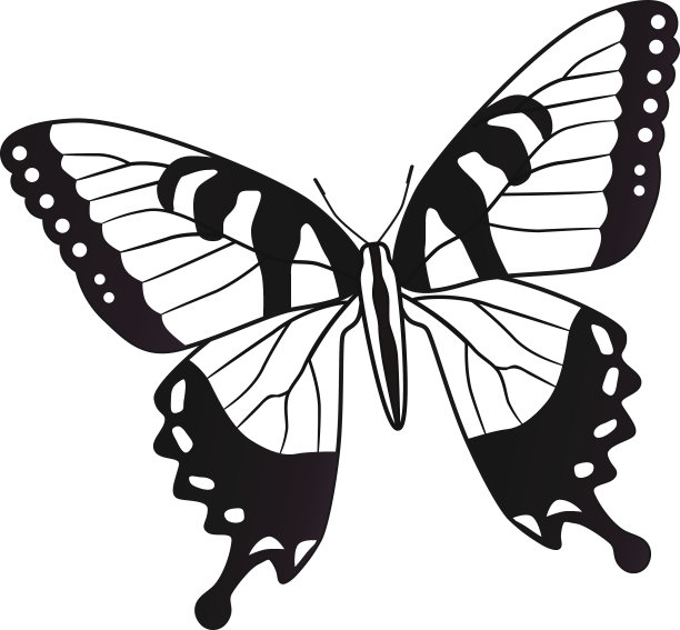 北美东部虎斑蝶图片下载