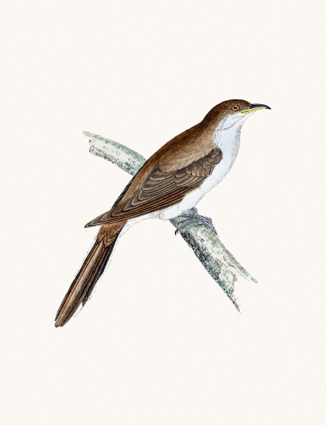 杜鹃鸟图片下载