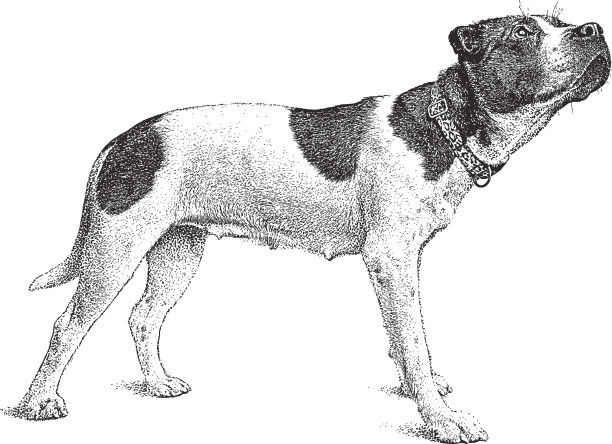 混血母狗的全长肖像图片下载