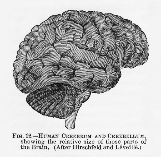 人类大脑和小脑雕刻插图，大约1880年图片下载