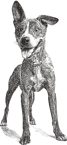 有趣的，精力充沛的小狗，耷拉着耳朵图片下载