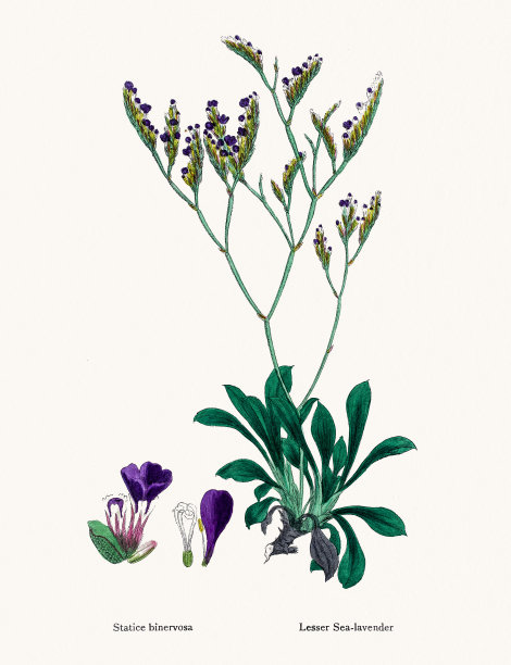 海薰衣草属植物，用于皮革生产图片下载