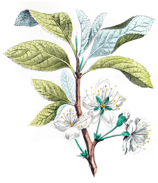 普通梅花插画1853年图片下载