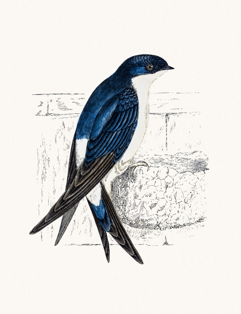 吞下鸟图片下载