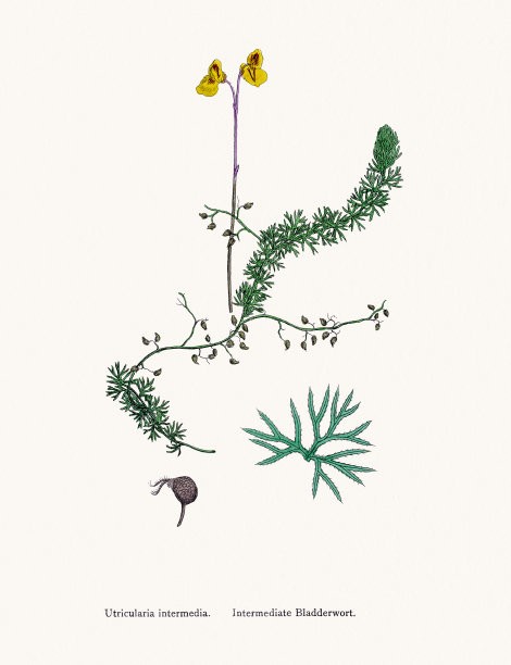 狸藻类植物食虫植物图片下载