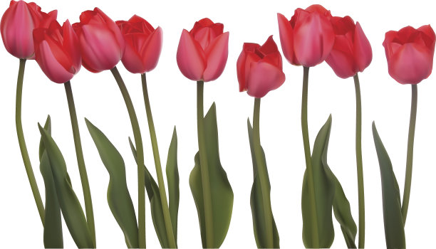 郁金香孤立的白色图片下载