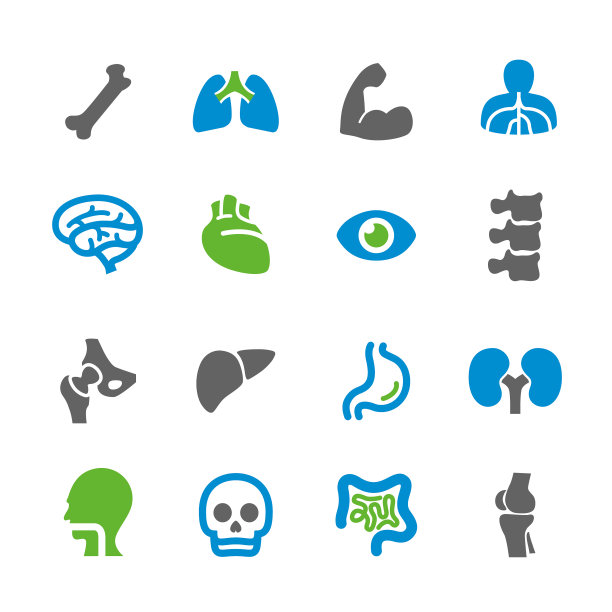 解剖学图标- Spry系列图片下载