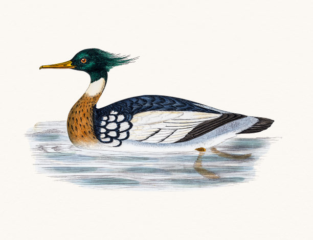 红胸秋沙鸭潜水鸭水禽鸟图片下载