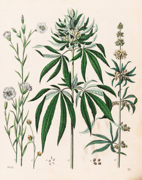 大麻植物插图1853年图片下载