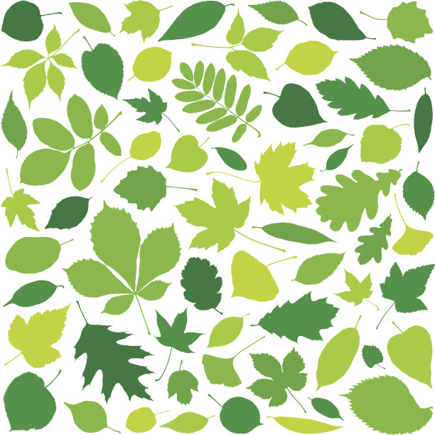 绿色的树叶图片下载