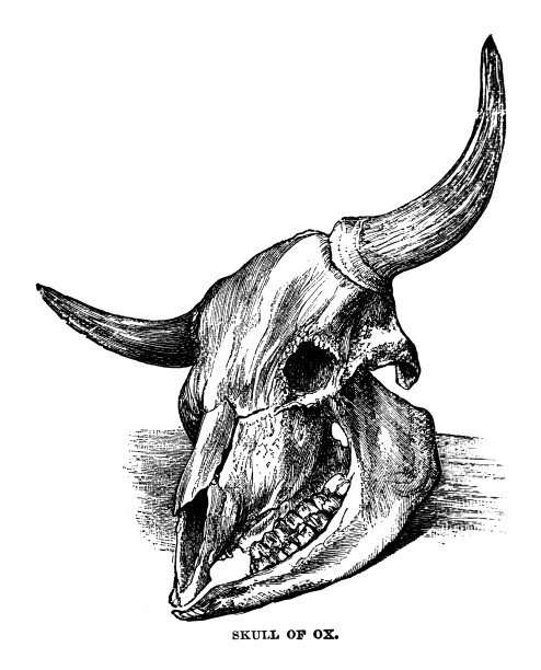 牛头骨图片下载