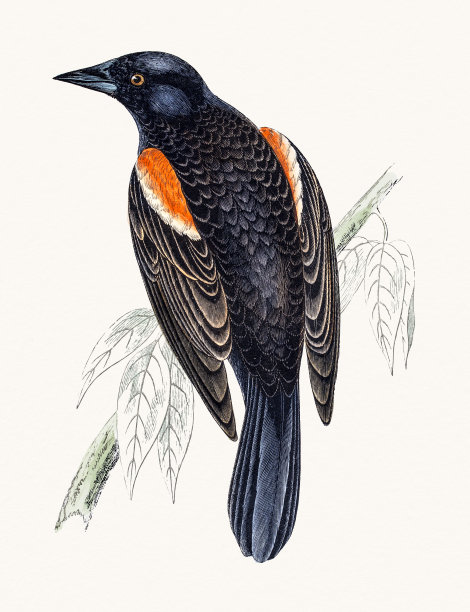 红翼燕八哥图片下载