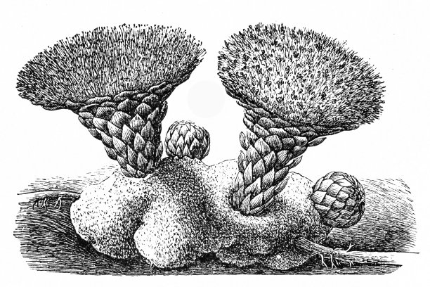 Scybalium fungiforme素材图片