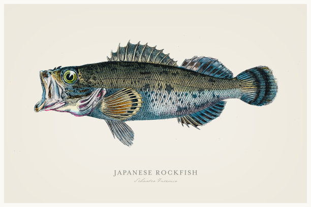 日本岩鱼1856年图片下载